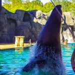 animal-park-sea-beard-Madrid